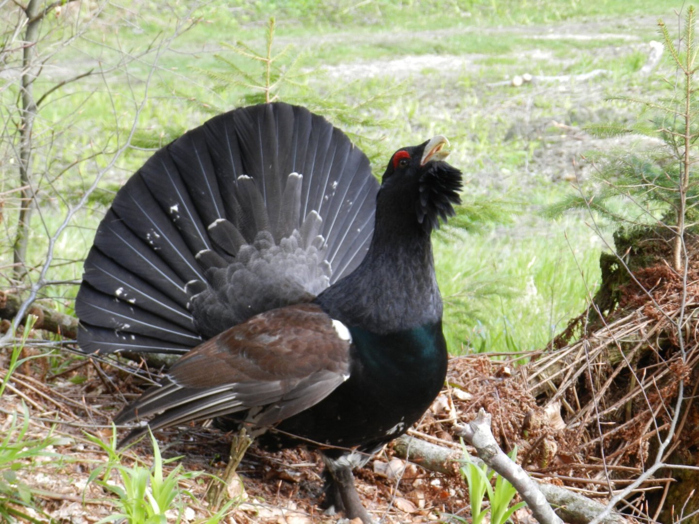 Auerhuhn (Tetrao tetrix)