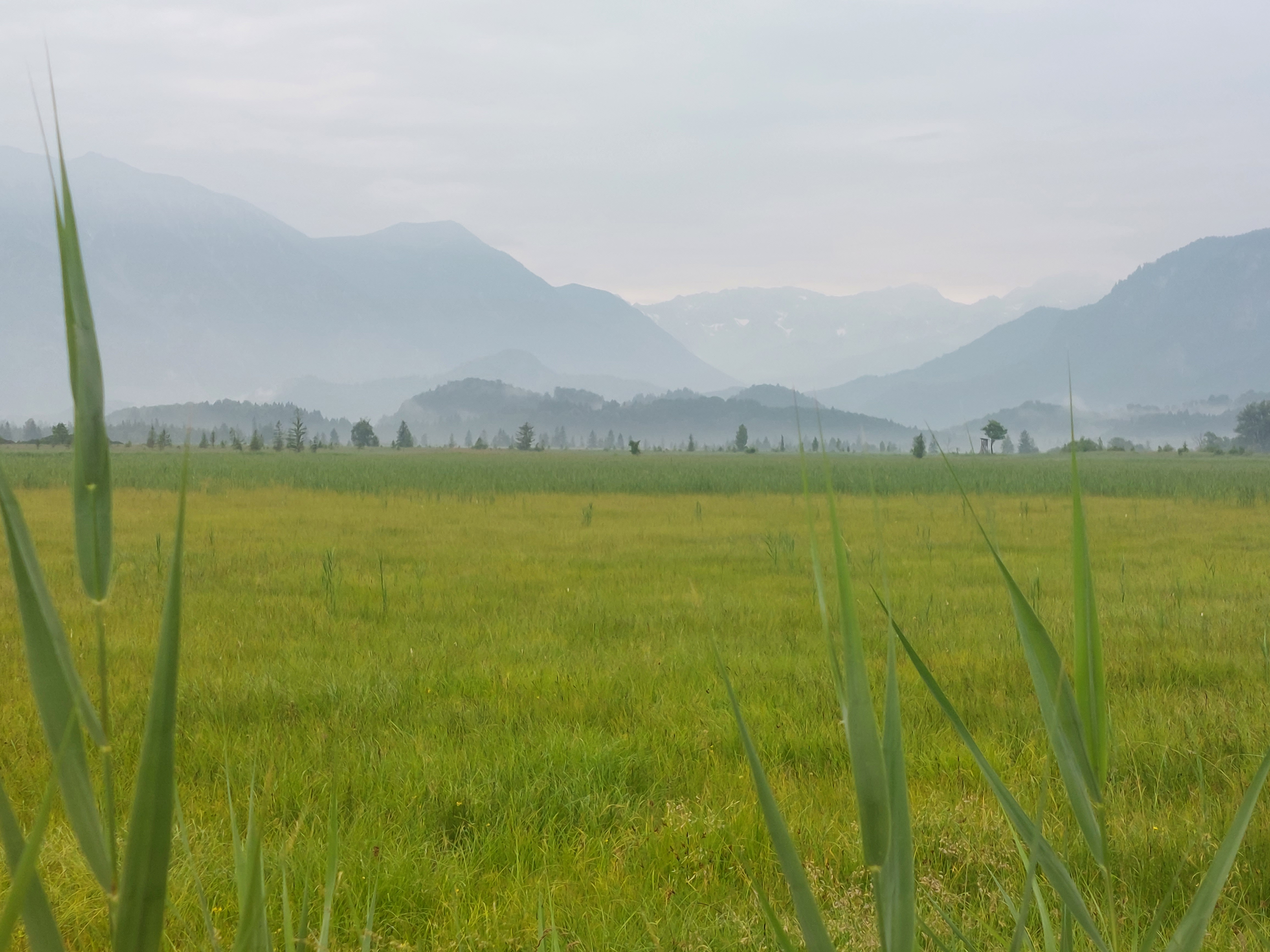 Murnauer Moos mit Blick ins Wetterstein