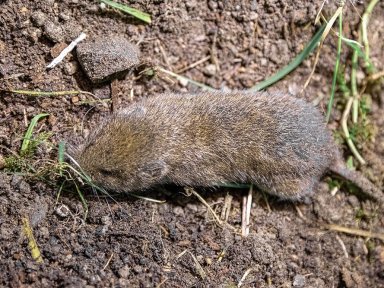 Eine Maus unterm Weihnachtsbaum! Workshop im Alpenzoo Innsbruck zum Schutz der seltenen Bayerischen Kurzohrmaus